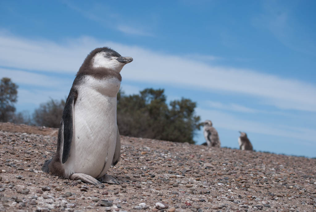 Un pinguino des pays chauds