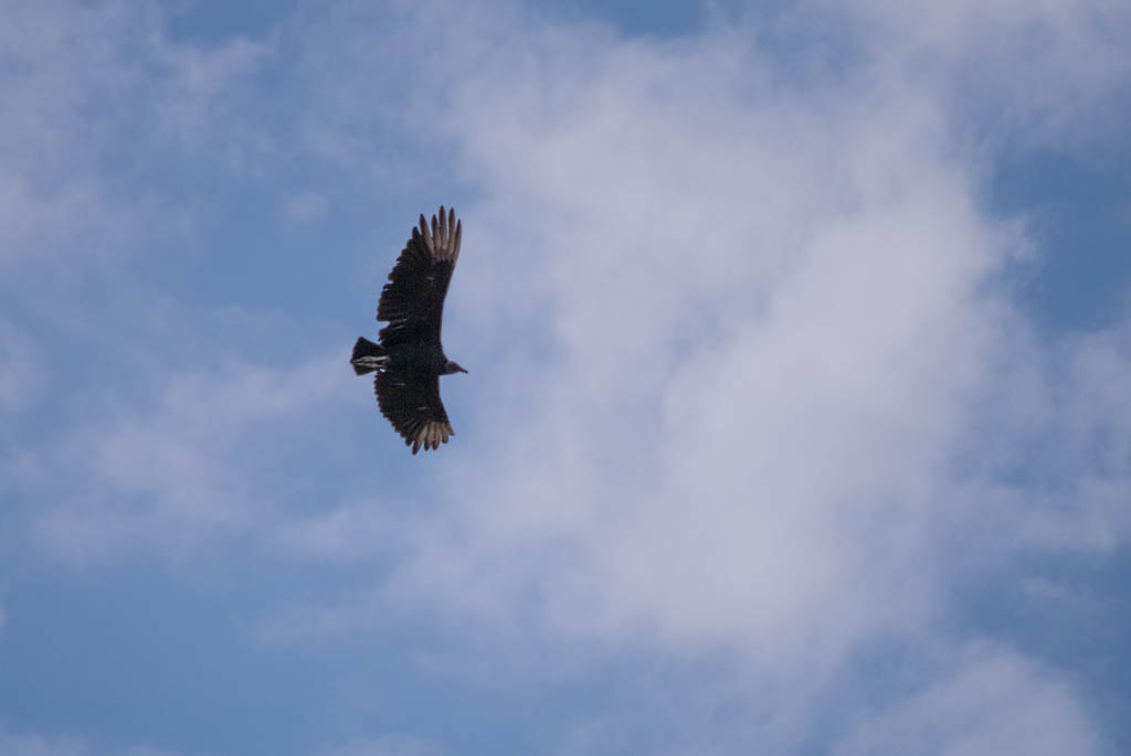 Condor/Vautour"