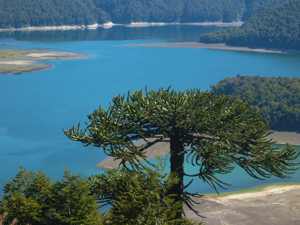Un araucaria vu de haut