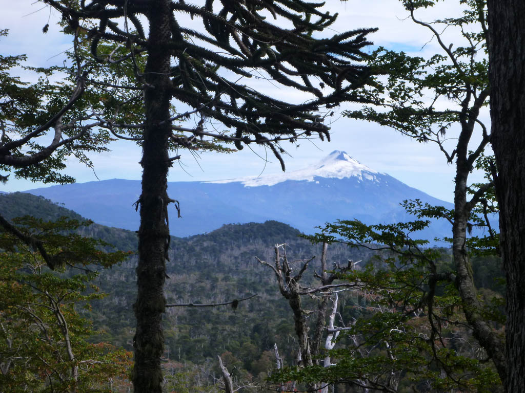Entre les piñones dépasse le volcan