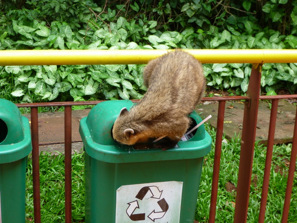 Bonus : un coati, animal très sauvage du le parc qui pique les frites des touristes et qui du coup est obèse